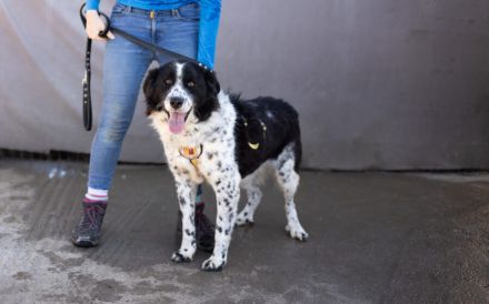 Stracciatella ist ein wundervoller Rüde