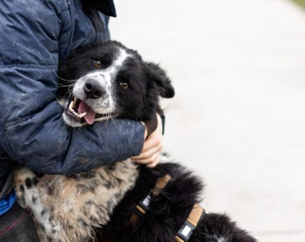 Stracciatella ist ein wundervoller Rüde