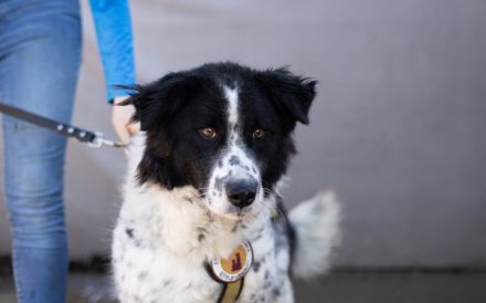 Stracciatella ist ein wundervoller Rüde