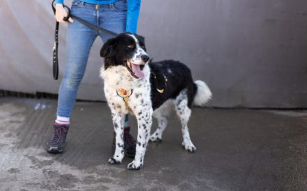 Stracciatella ist ein wundervoller Rüde