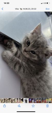 Wunderschöne, reinrassige Bkh Kitten