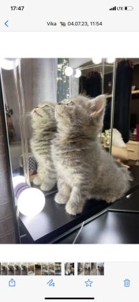 Wunderschöne, reinrassige Bkh Kitten