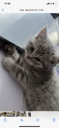 Wunderschöne, reinrassige Bkh Kitten