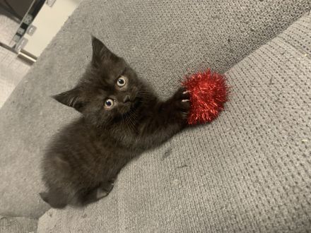 Wunderschöne, reinrassige Bkh Kitten