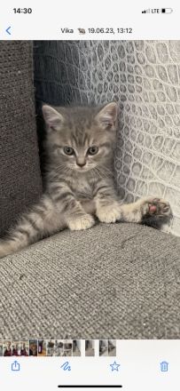 Wunderschöne, reinrassige Bkh Kitten