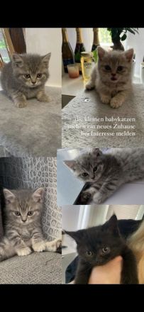 Wunderschöne, reinrassige Bkh Kitten