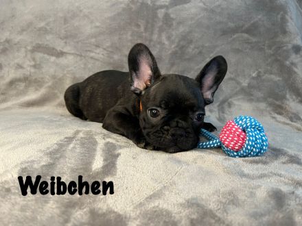 Französische Bulldoggen Welpen