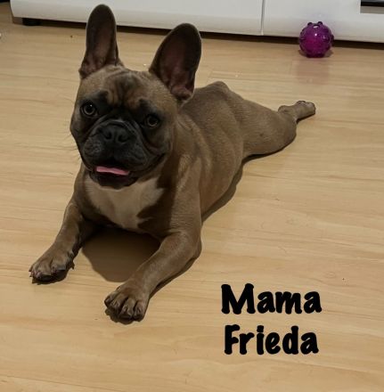 Französische Bulldoggen Welpen