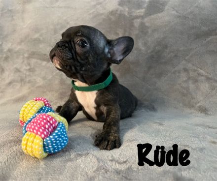 Französische Bulldoggen Welpen