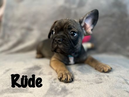 Französische Bulldoggen Welpen