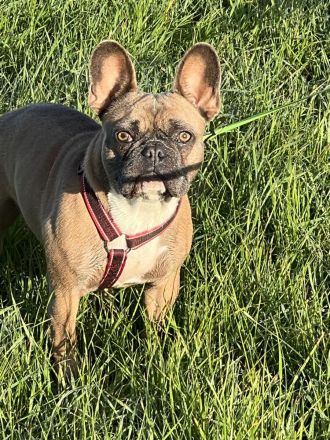 Französische Bulldoggen Welpen