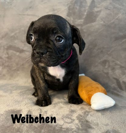 Französische Bulldoggen Welpen