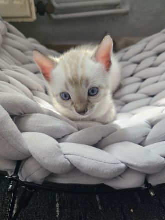 Bengal Kitten