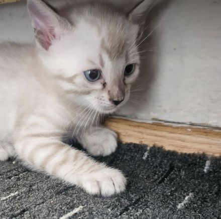 Bengal Kitten