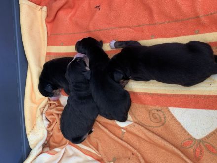 Welpen Entlebucher Sennenhund