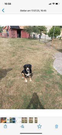 Welpen Entlebucher Sennenhund