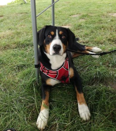 Welpen Entlebucher Sennenhund