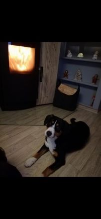 Welpen Entlebucher Sennenhund