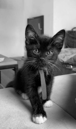 Babykatzen Kitten schwarz weiß
