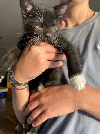 Babykatzen Kitten schwarz weiß