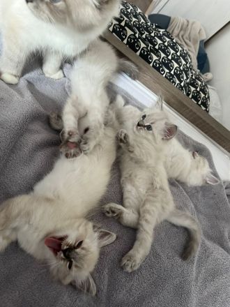 Reinrassige Heilige Birma Katzen