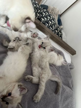 Reinrassige Heilige Birma Katzen