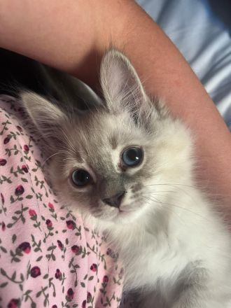 Reinrassige Heilige Birma Katzen