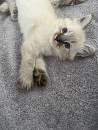 Reinrassige Heilige Birma Katzen