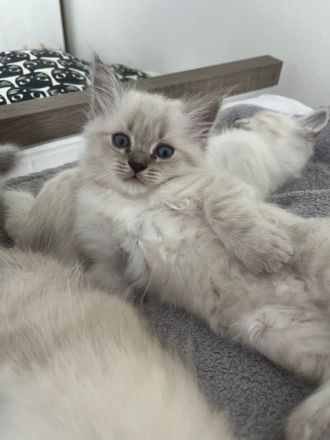 Reinrassige Heilige Birma Katzen