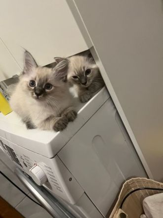 Reinrassige Heilige Birma Katzen