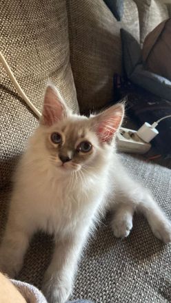 Reinrassige Heilige Birma Katzen