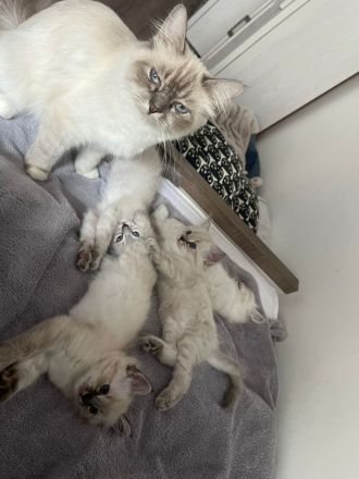 Reinrassige Heilige Birma Katzen