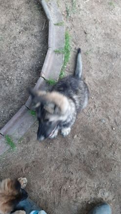 SCHÄFERHUND WELPEN ALTDEUTSCH