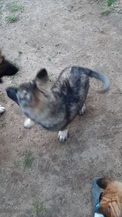 SCHÄFERHUND WELPEN ALTDEUTSCH