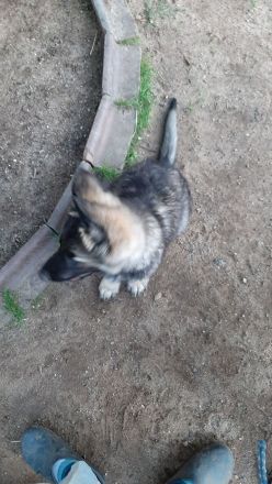 SCHÄFERHUND WELPEN ALTDEUTSCH