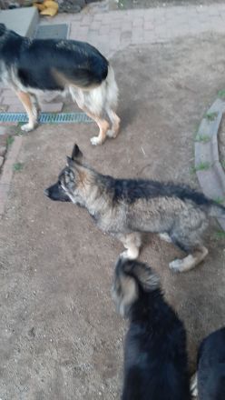 SCHÄFERHUND WELPEN ALTDEUTSCH