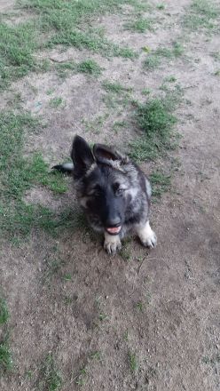 SCHÄFERHUND WELPEN ALTDEUTSCH