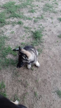 SCHÄFERHUND WELPEN ALTDEUTSCH