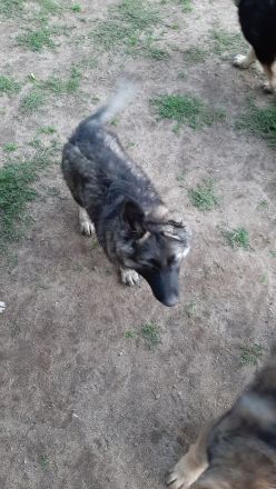 SCHÄFERHUND WELPEN ALTDEUTSCH