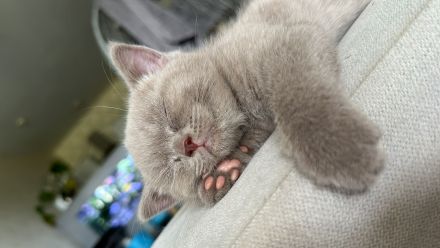 3 kleine bkh Kater sofort abzugeben