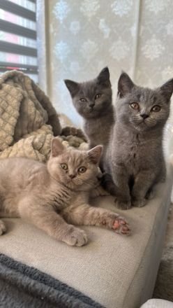 3 kleine bkh Kater sofort abzugeben