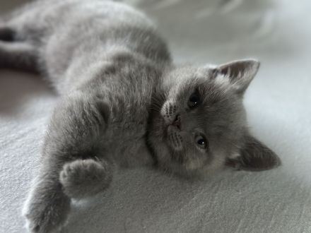 3 kleine bkh Kater sofort abzugeben