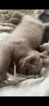 3 kleine bkh Kater sofort abzugeben