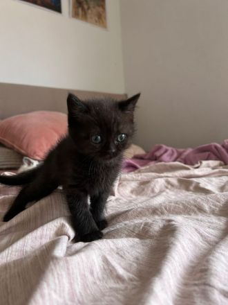 BKH Kitten suchen ein gutes zu Hause