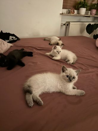 BKH Kitten suchen ein gutes zu Hause
