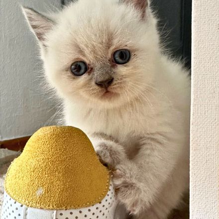 BKH Kitten suchen ein gutes zu Hause