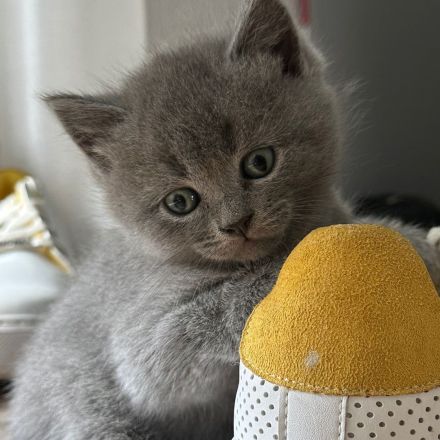 BKH Kitten suchen ein gutes zu Hause