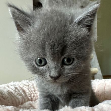 BKH Kitten suchen ein gutes zu Hause