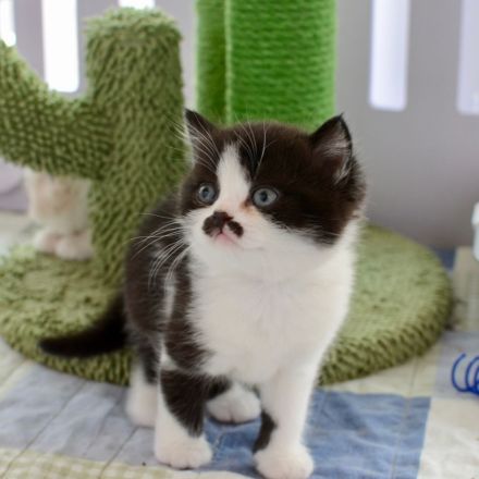 BKH Kitten mit Stammbaum