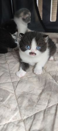 BKH Kitten mit Stammbaum